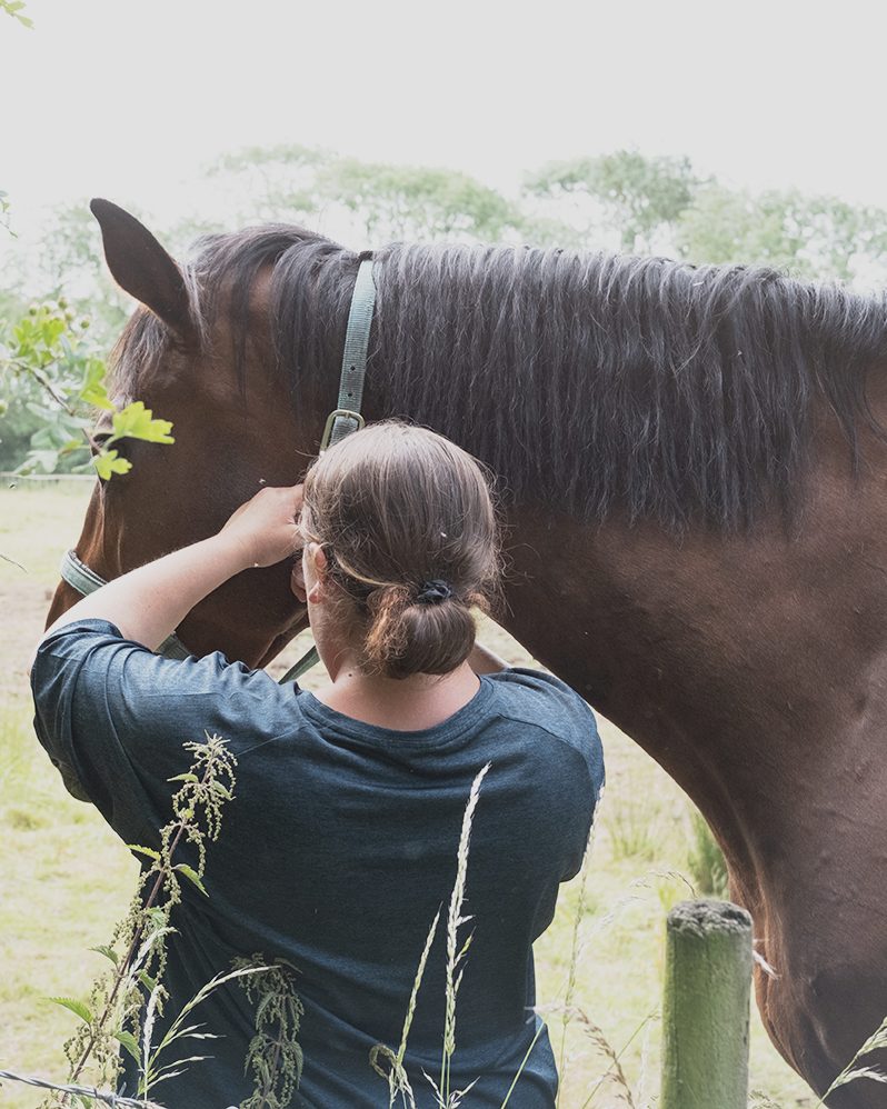A member of the team stroking a horse over the paddock fence
