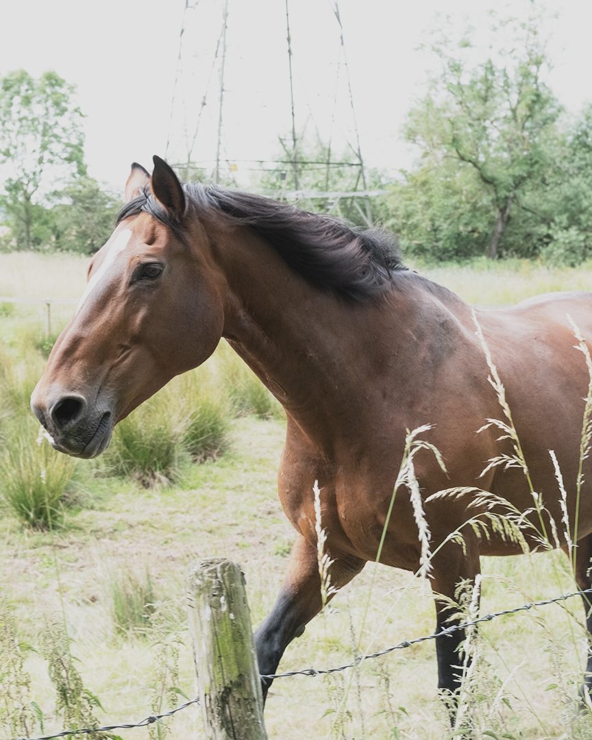 A bay horse with a white blaze walking along the fence