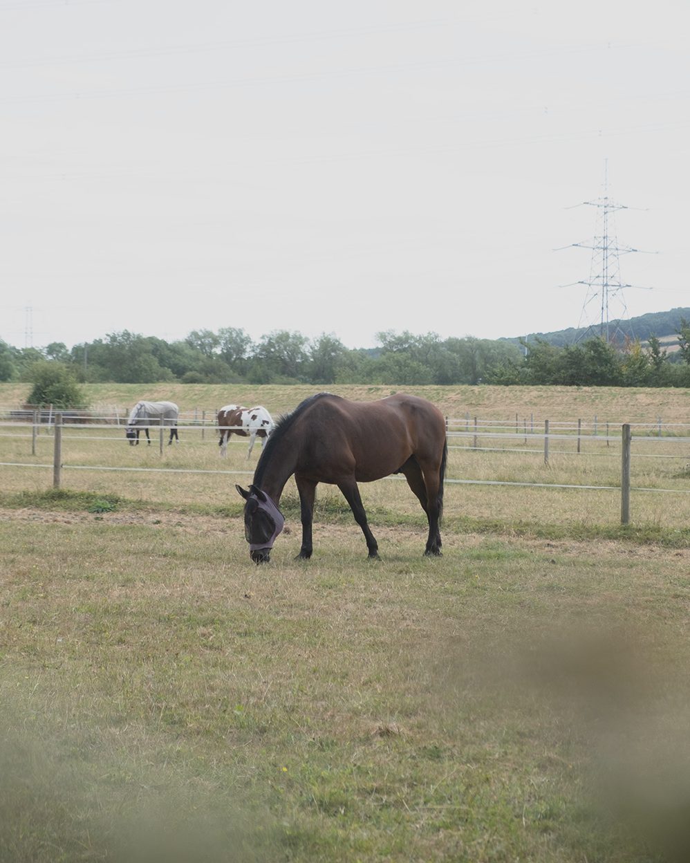 A bay horse grazing in the paddock