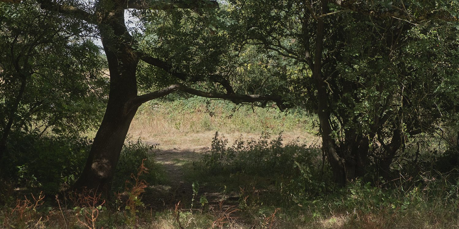 A shaded path through the trees on the edge of the fields